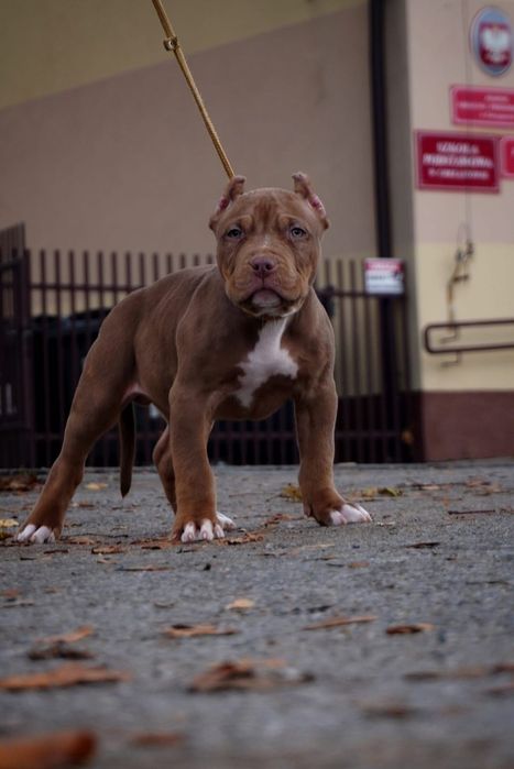 American Bully XL samiec