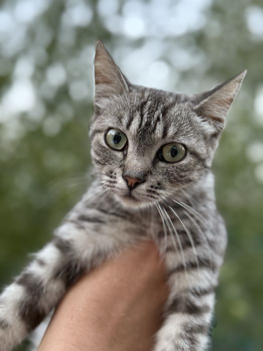 Кошечка ищет семью