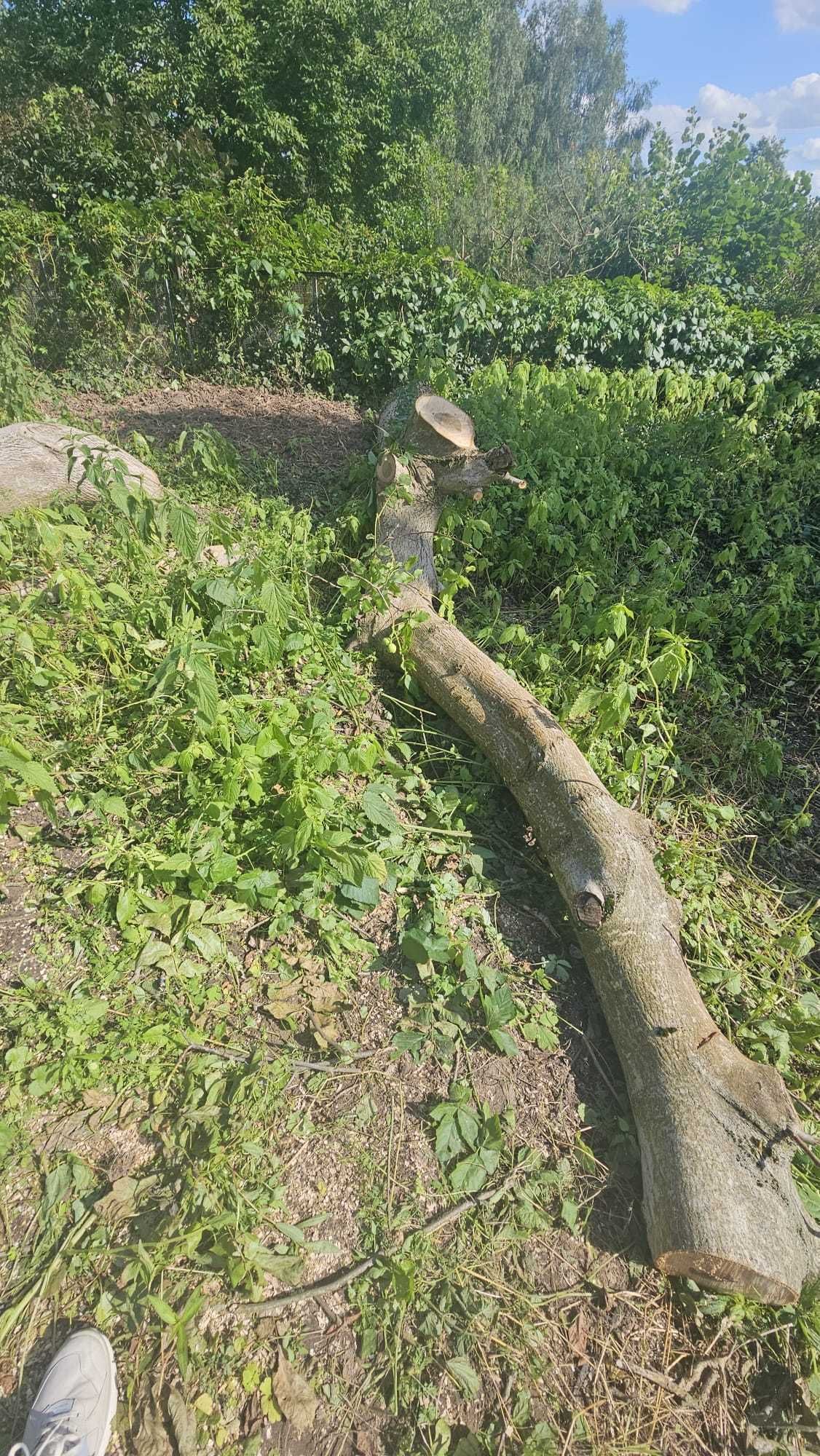 Drzewo orzechowe