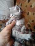 Котик вслоух  самый красивый из помета  мать уже водит в лоток