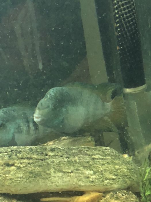 Rybki akwariowe pielęgnice honduran red pońt