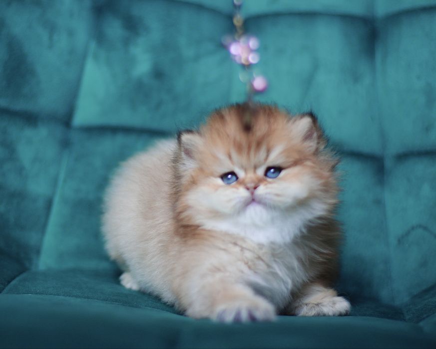 Oferujemy  czystego brytyjskiego kociaka o rzadkim kolorze