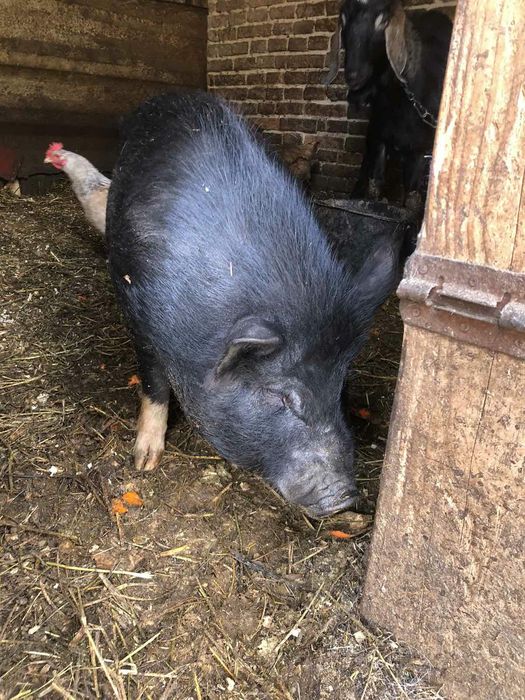 В'єтнамськи поросята