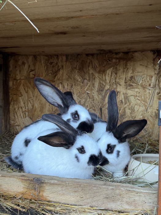Sprzedam króliki rasy Olbrzym Srokacz Czarny oraz Niebieski