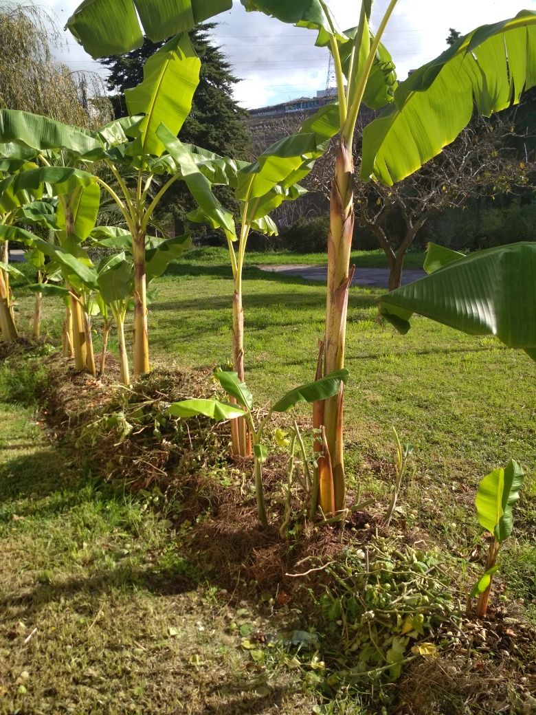 Bananeira envasada p venda