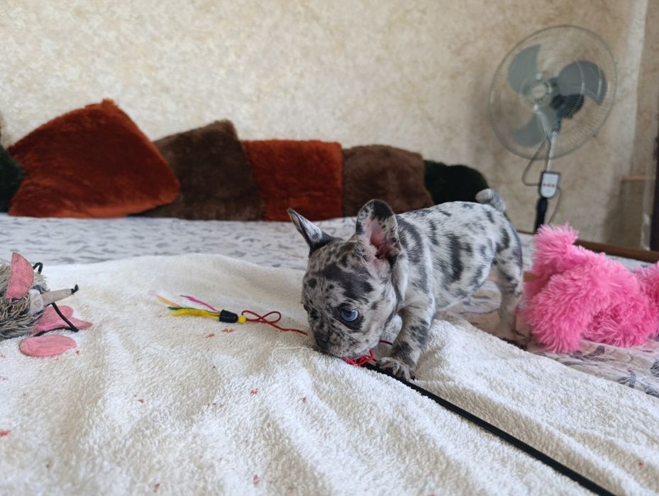 Лиловая мерле девочка (большой выбор щенков)