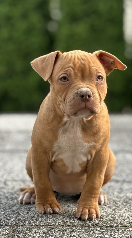 American bully suka