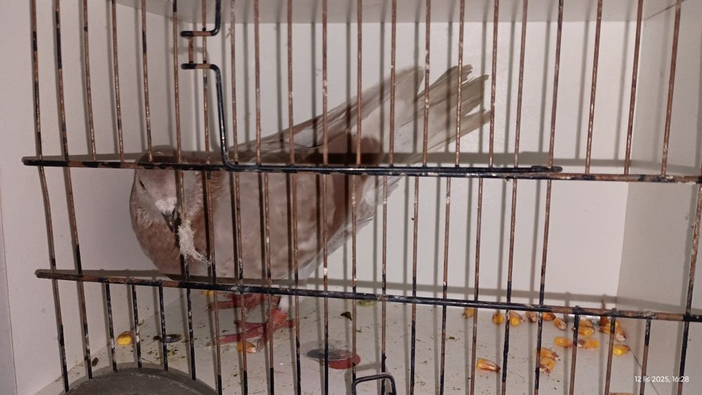 Witam sprzedam gołębie pocztowe.