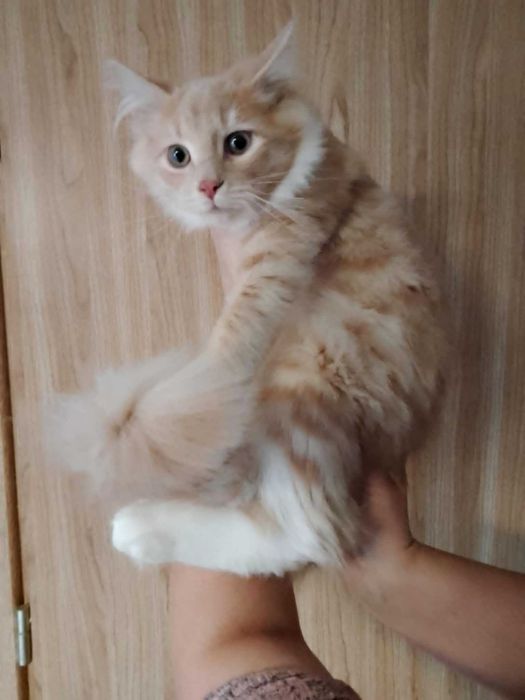 Syberyjski chłopak krem