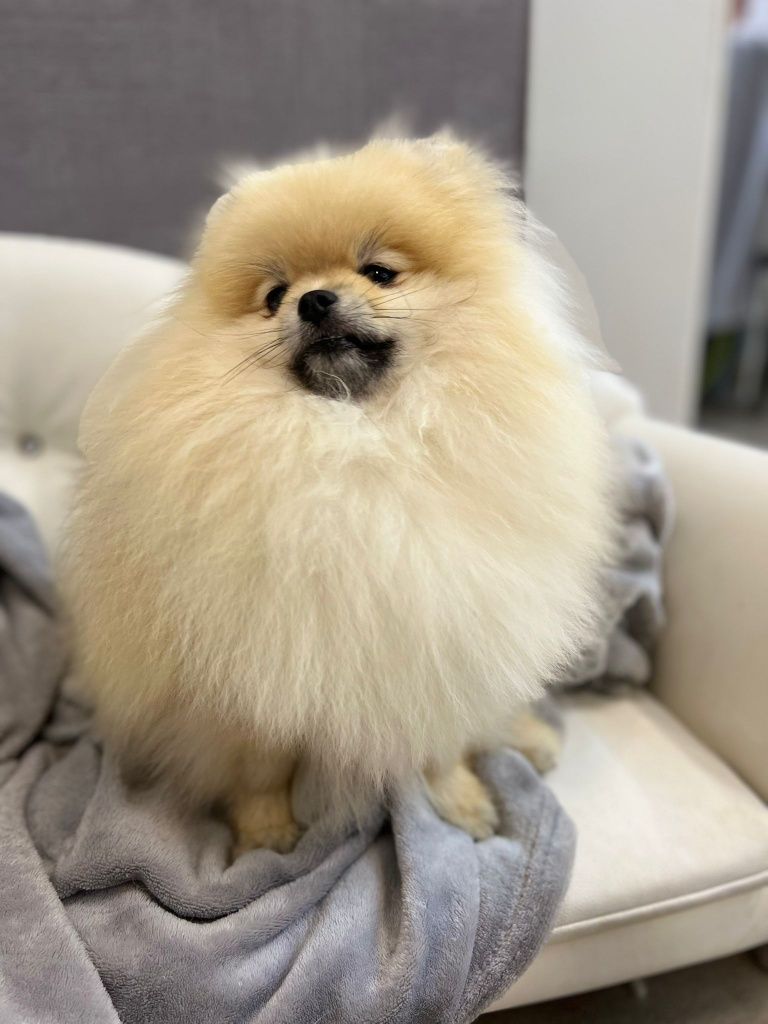Pomeranian szpic miniaturowy