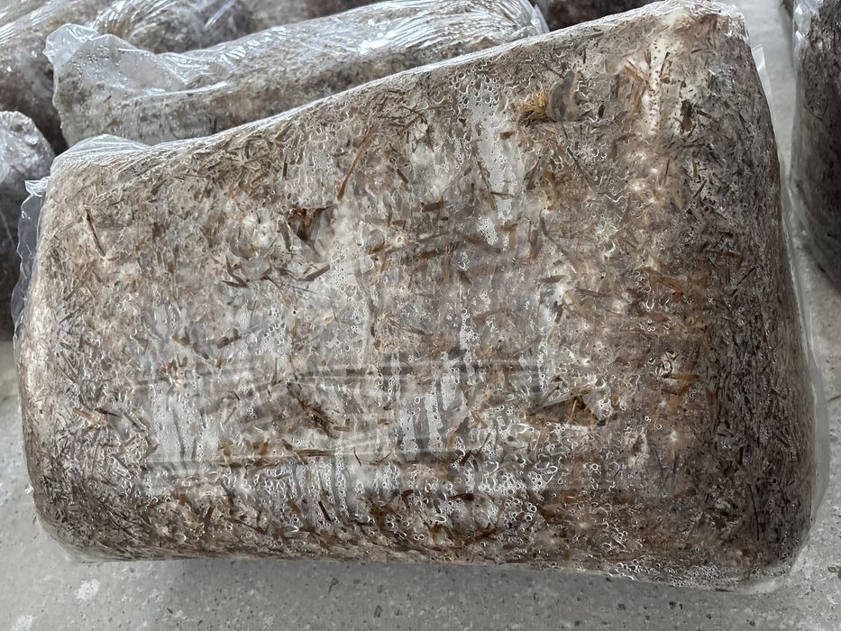 Grzybnia podłoze boczniaka