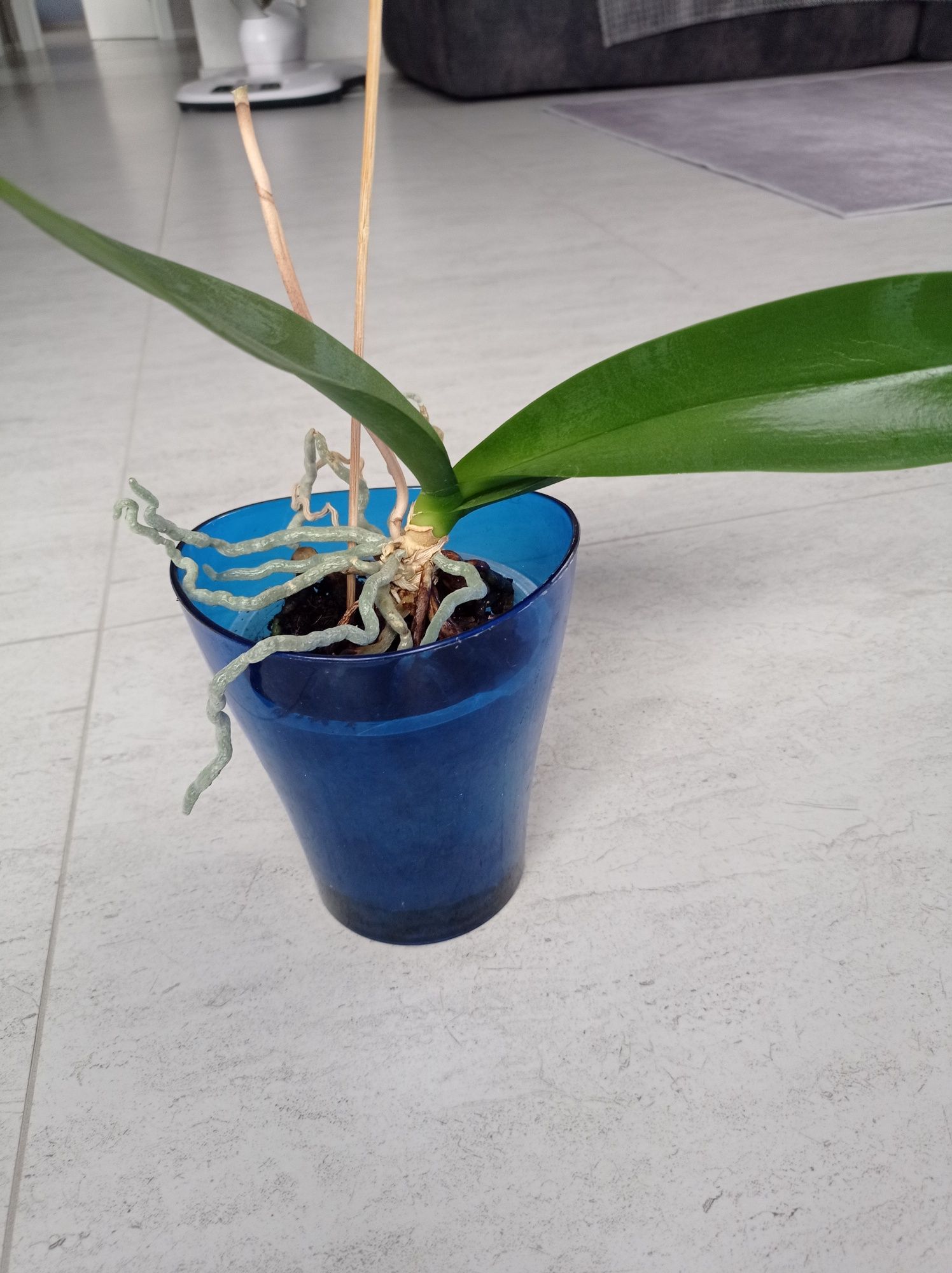 Орхидея фаленопсис,.