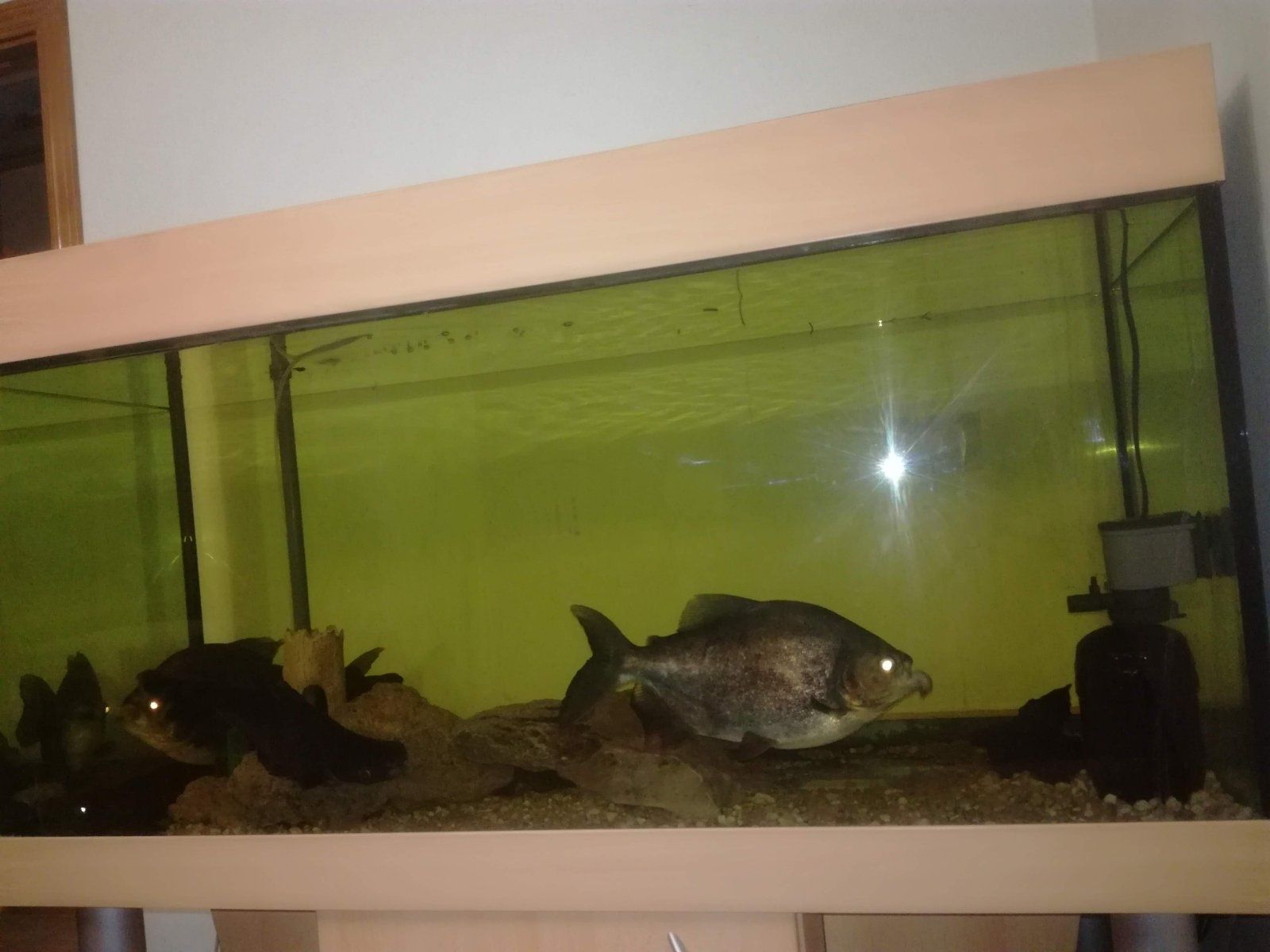 Продам видовой немецкий аквариум с тумбой