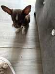Chłopczyk Mini Chihuahua