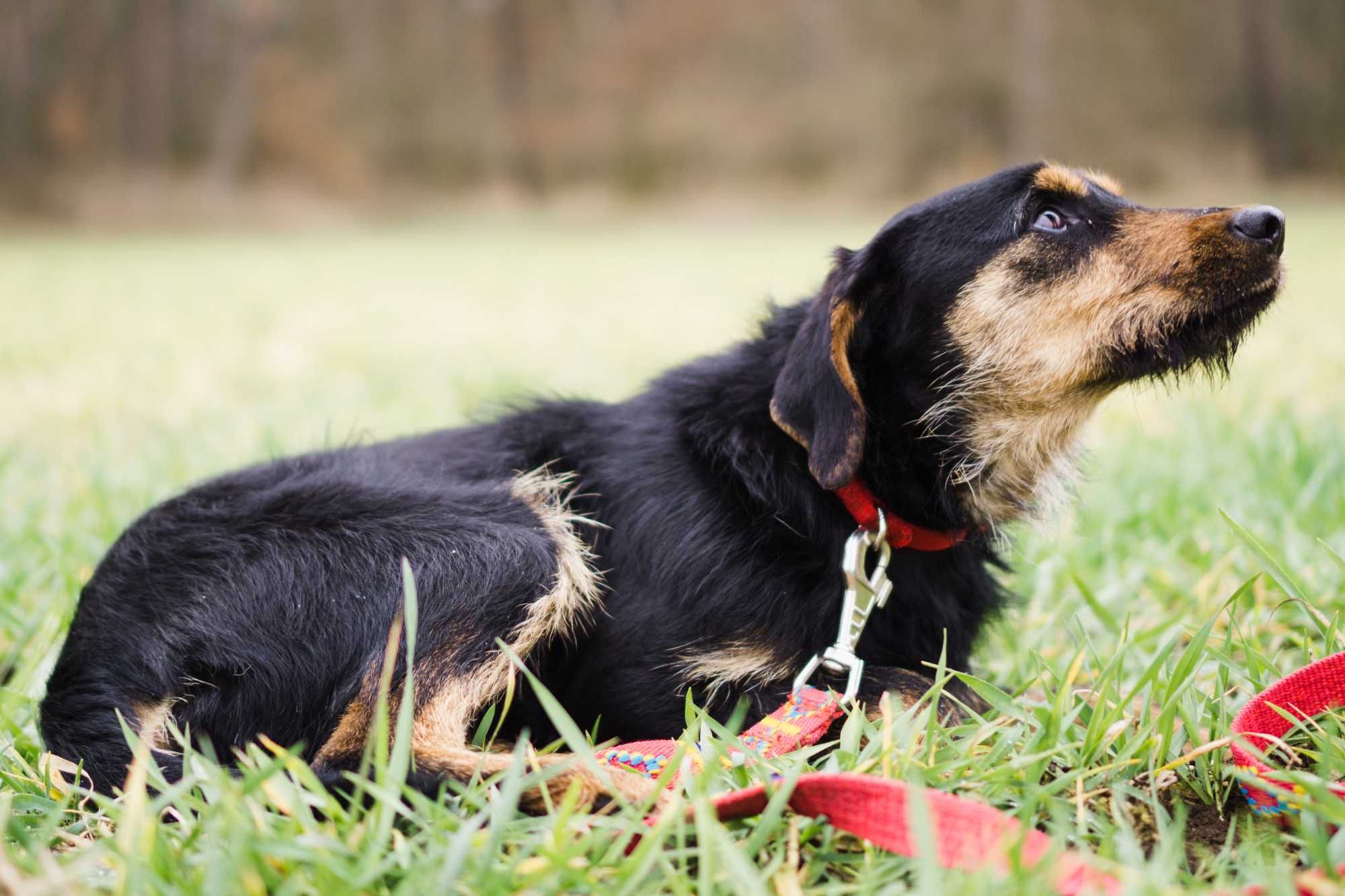 Roczna Hermina do adopcji!