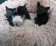 gatinhos para dar