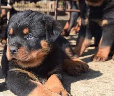 Rottweiler Suczka FCI