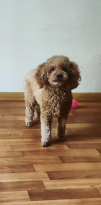 ‼️В разведение 1.4 года‼️