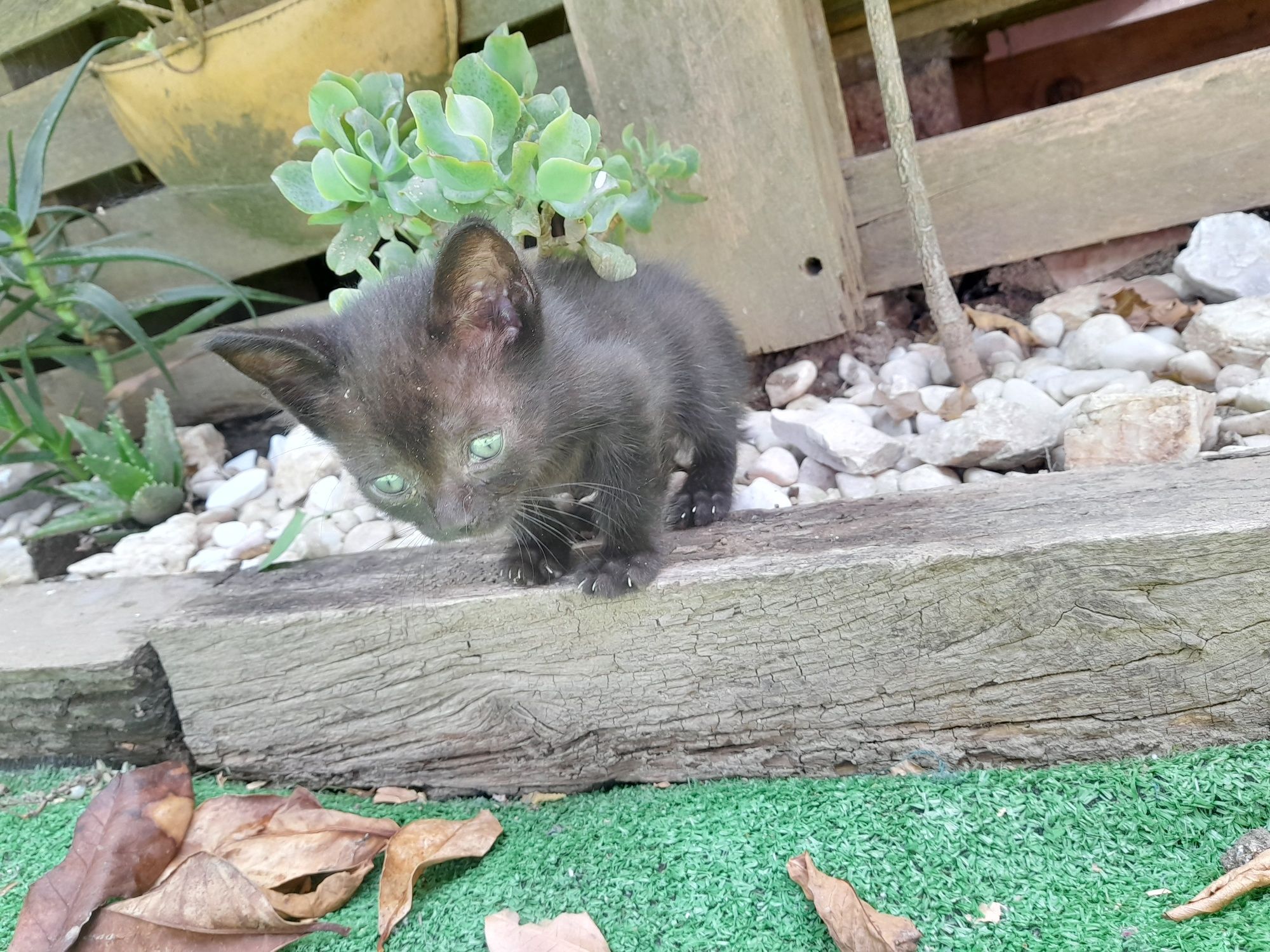 Gatinho para adopção