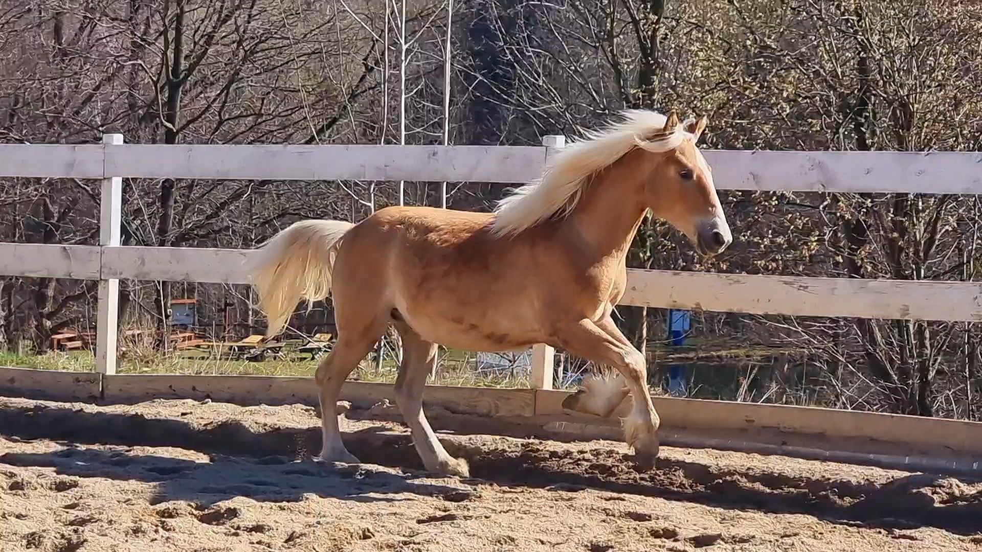 Ogier roczny rasy Haflinger Księga Główna bardzo ładny prosty