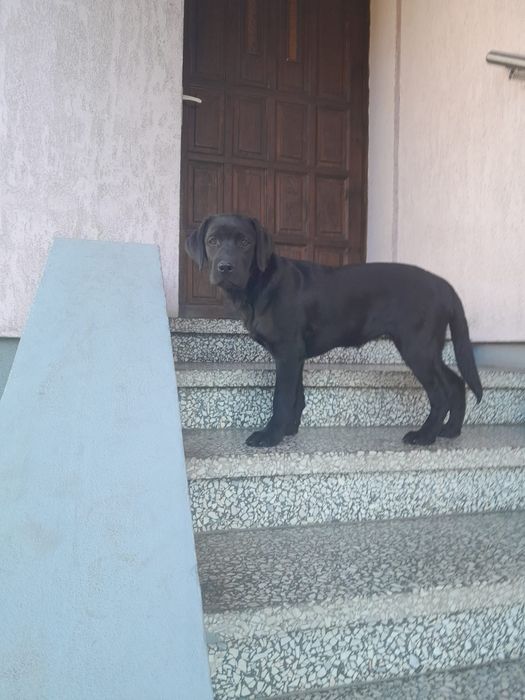 Labrador Retriever FCI