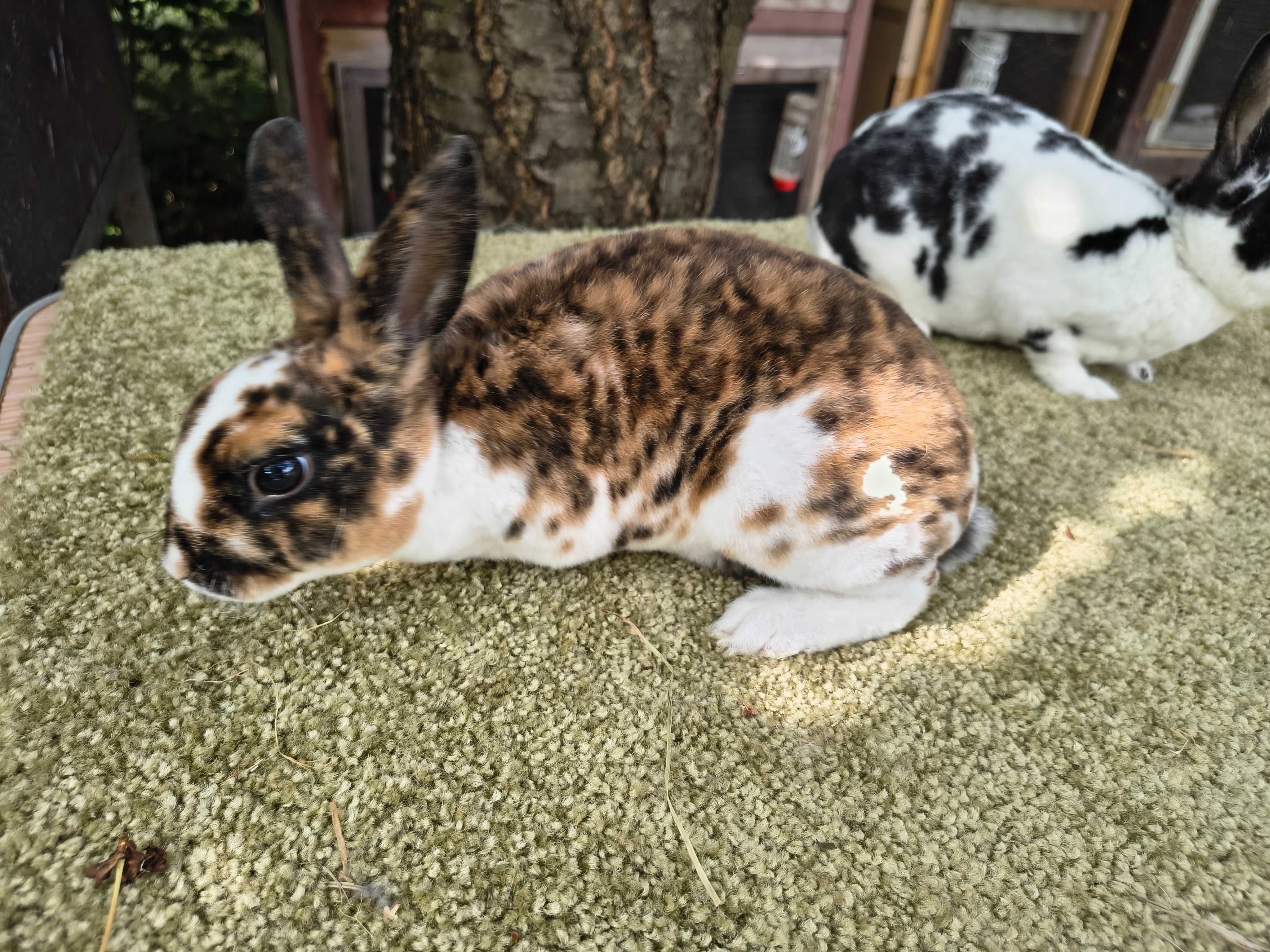 Karzełek rex gepard