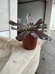 Suculenta Rosa Negra