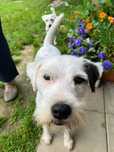 Zaginal pies Parson Russell Terrier