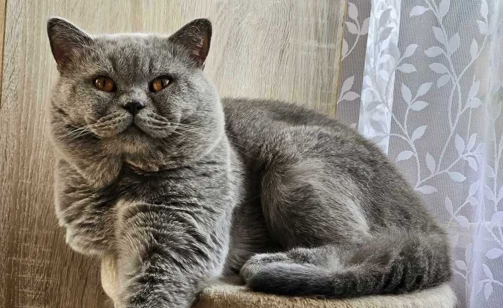 kot brytyjski kotka brytyjska piękna liliowa rodowód