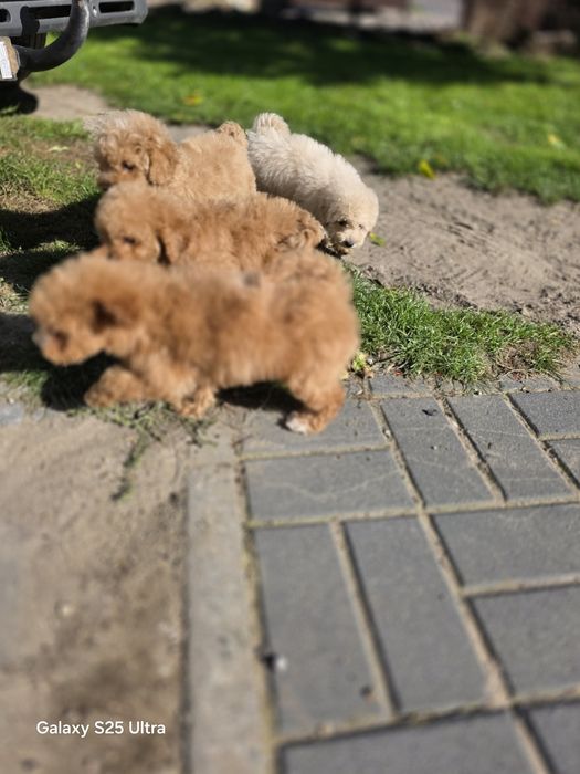 Bichpoo maltipoo f1b suczka