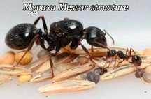 Мурахи Messor structure