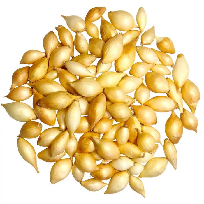 Cebula dymka holenderska ozima Shakespeare 10-14