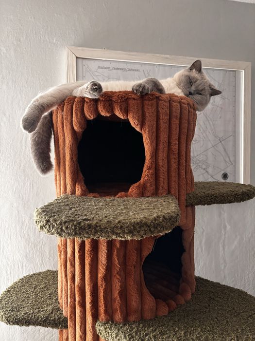 Drapak Drzewo Dla Kotów