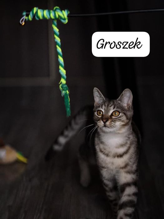 Groszek 5 miesięcy