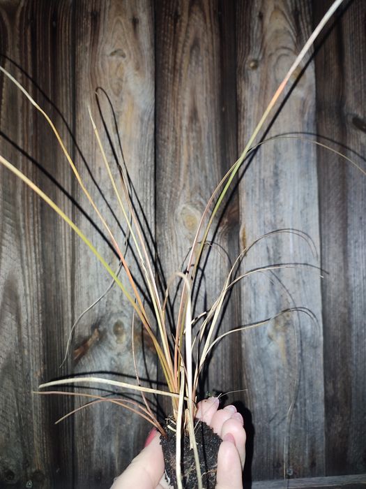 Sadzonki traw Turzyca brązowa