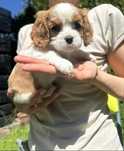 Cavalier King Charles Spaniel