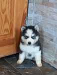 Suczka rodowodowa  husky