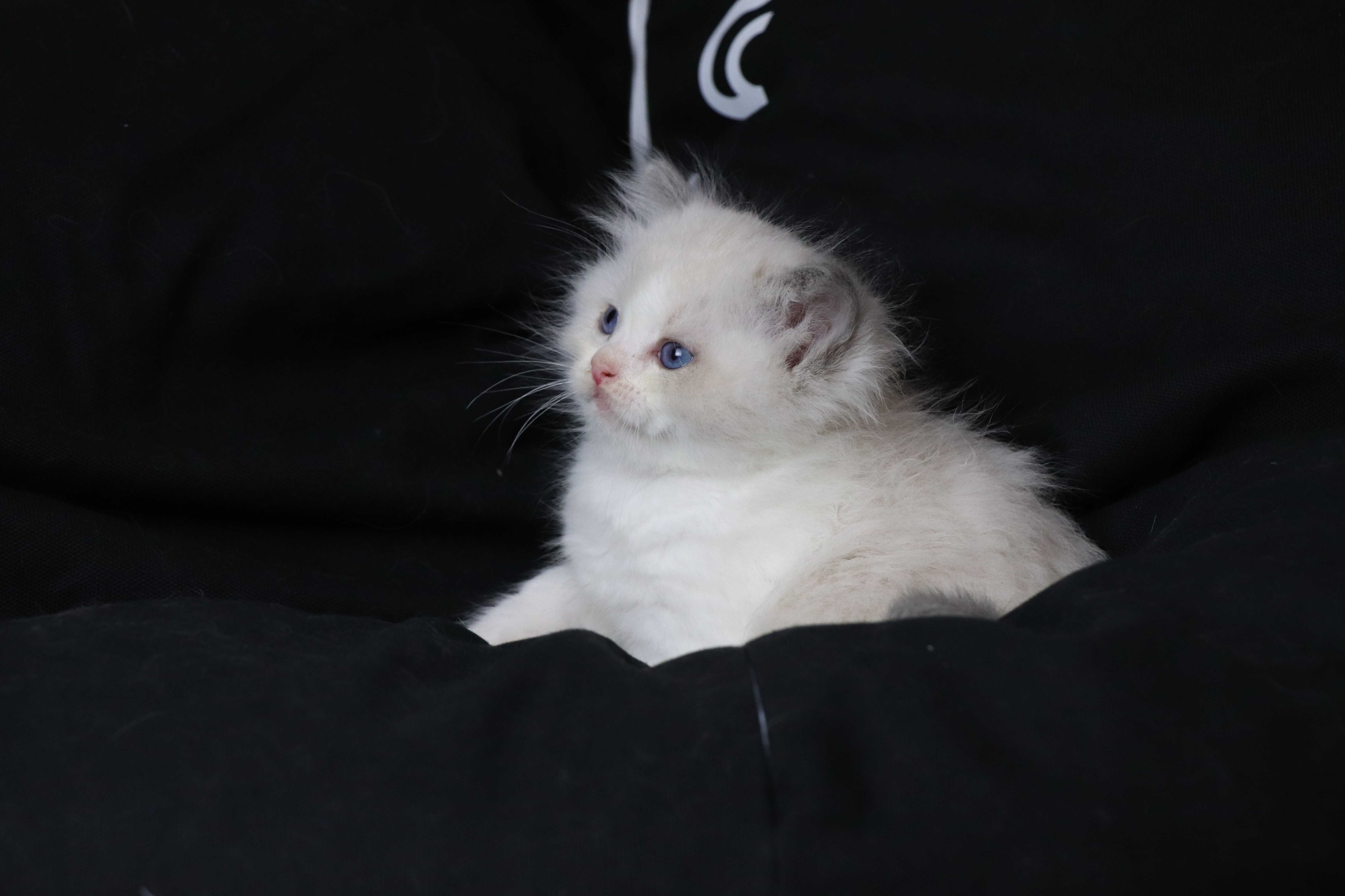 kociakk rasy ragdoll