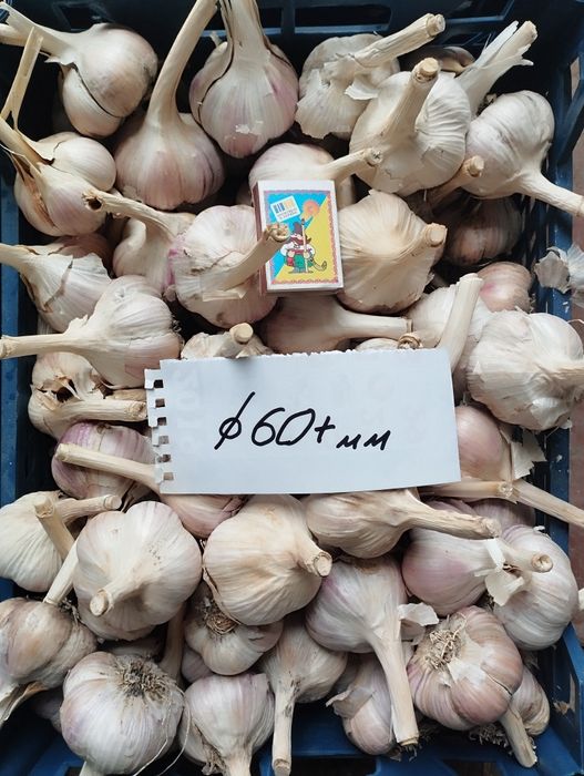 Часник посадковий Любаша ПЕРША репродукція