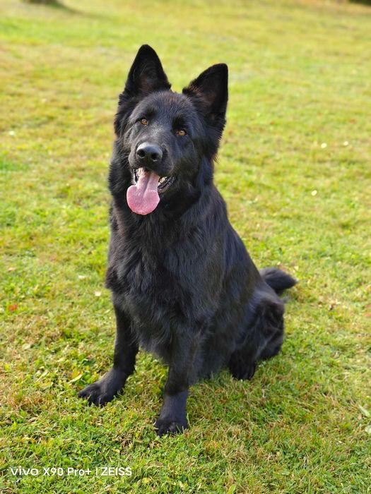OWCZAREK STARONIEMIECKI Piękna Srebrna suczka po zdrowych rodzicach