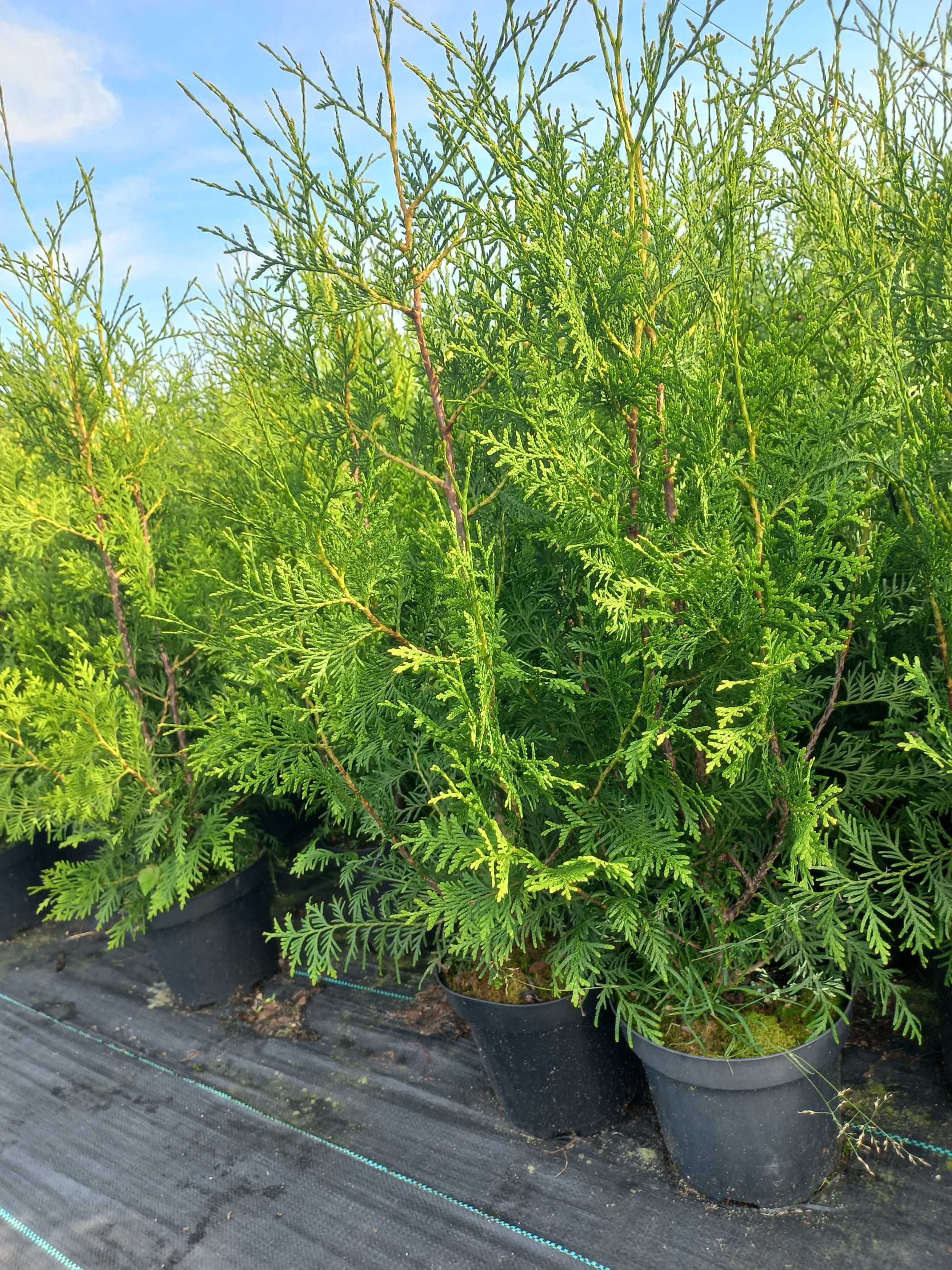 Tuja Brabant Thuja 90-110 cm Doniczka 2,5L (z nawozem całosezonowym)