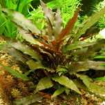 Cryptocoryne wendtii kryptokoryna zwartka roślinka do akwarium