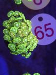 Alveopora Toxic Crown WYSIWYG #65 akwarystyka morska koralowce