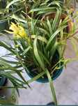 Orquideas amarelas muito resistentes de exterior