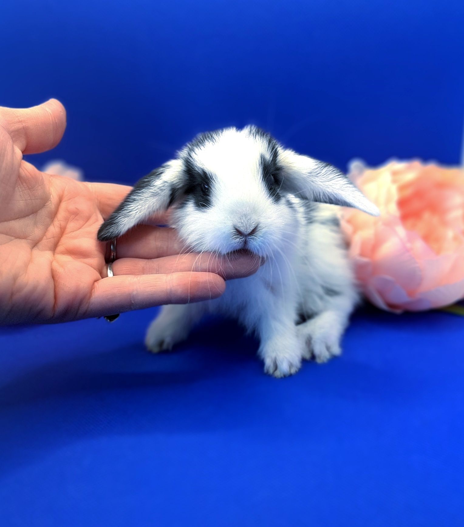 Карликовый мини кролик,карликовий міні,карликовые,карликові