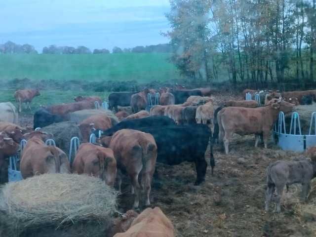 Paśnik na bele karmnik koryto na siano dla bydła koni