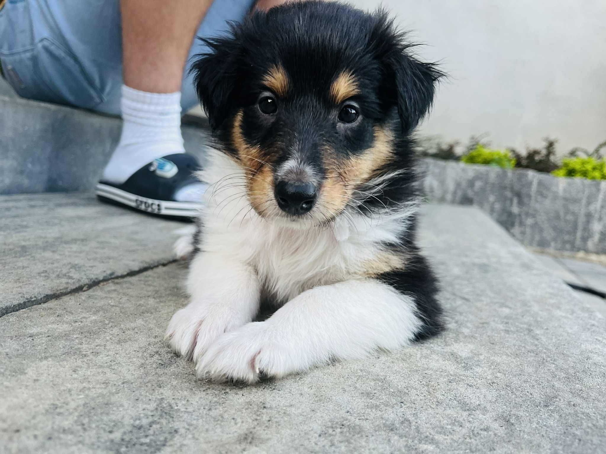 Szczeniak suczka Owczarek szkocki długowłosy - Collie