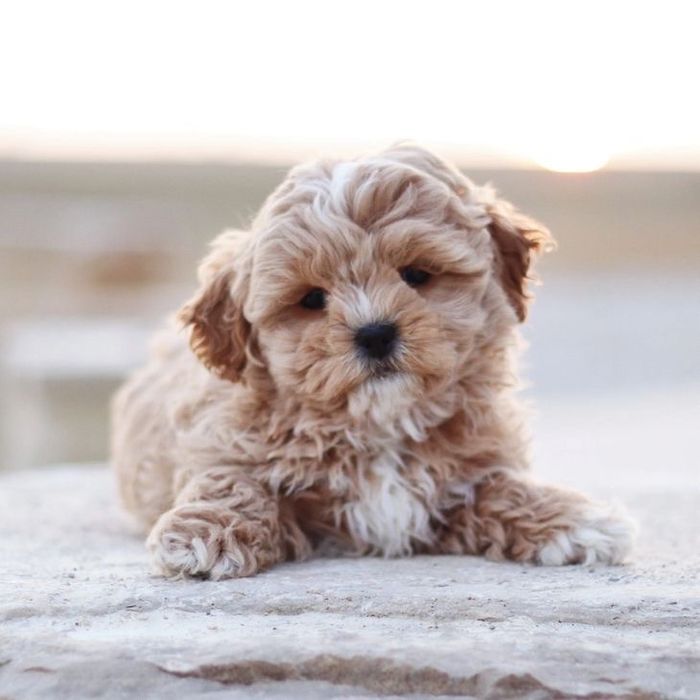 Преміальні цуценята мальтипу міні F1 та F2