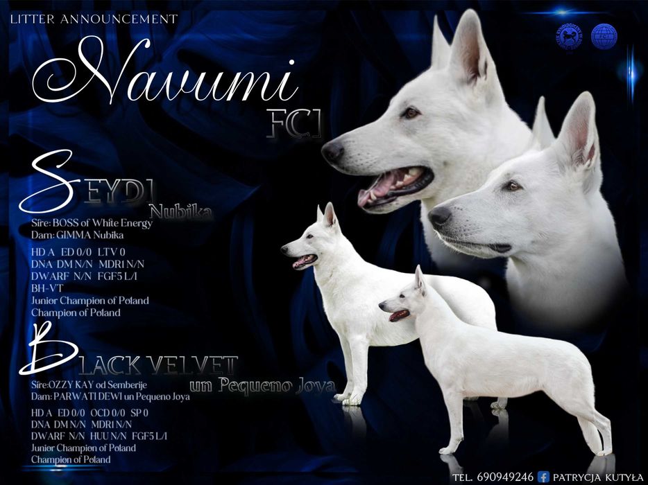 Biały owczarek szwajcarski krótkowłosa suczka ZKwP/FCI