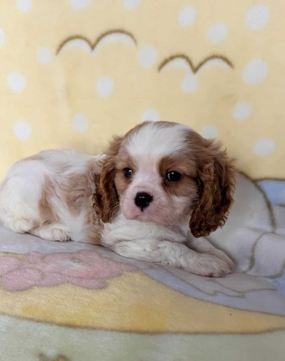 Cavalier King Charles Spaniel Piesek